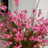 Gaura Emmeline Pink Bouquet